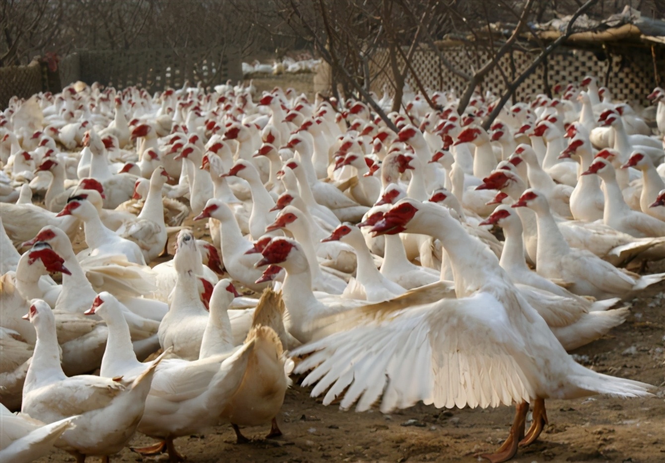 农村养殖致富小创业项目有哪些,农村最赚钱的五个养殖项目是哪些