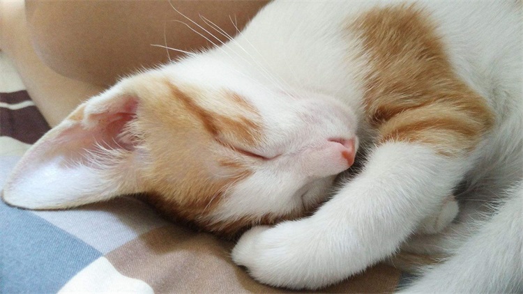 成年猫咪到了新环境乱拉乱尿,猫咪乱撒尿有什么办法