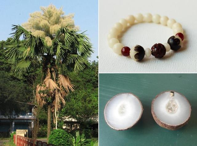 菩提子为什么是有香味儿的,你知道菩提子是什么吗