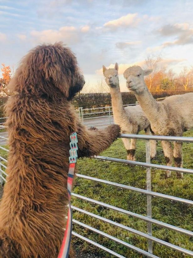 英国巨型贵宾犬,巨型贵宾和主人拥抱