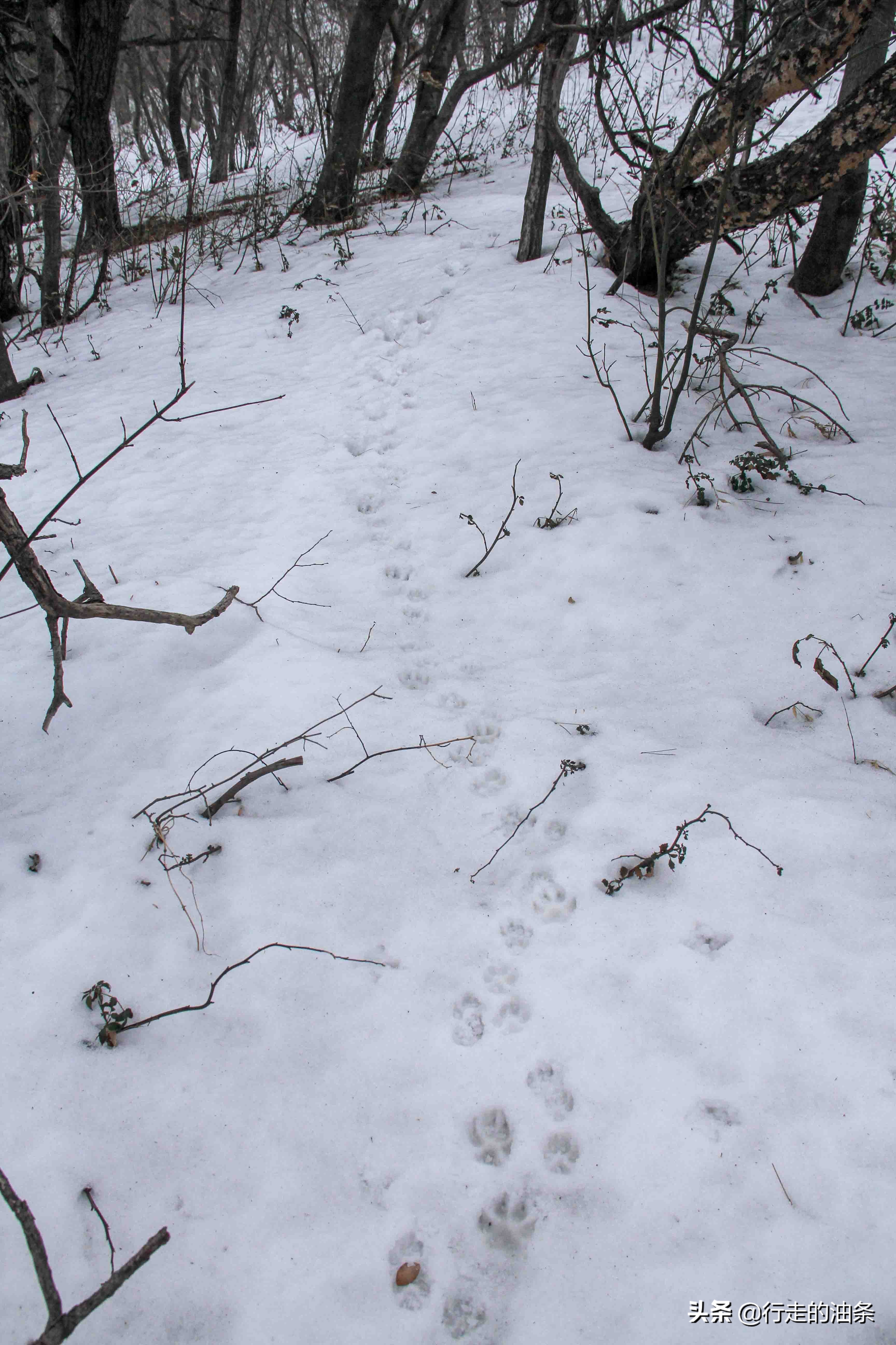 雪山迷路,雪山里迷路