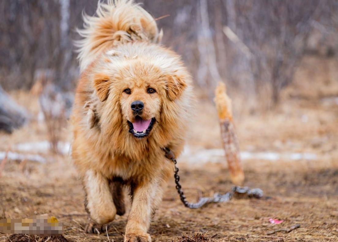 日本有斯塔福犬吗,日本有巴哥犬吗