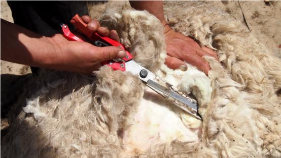 如何剪羊毛最有效,怎样剪羊毛比较轻松