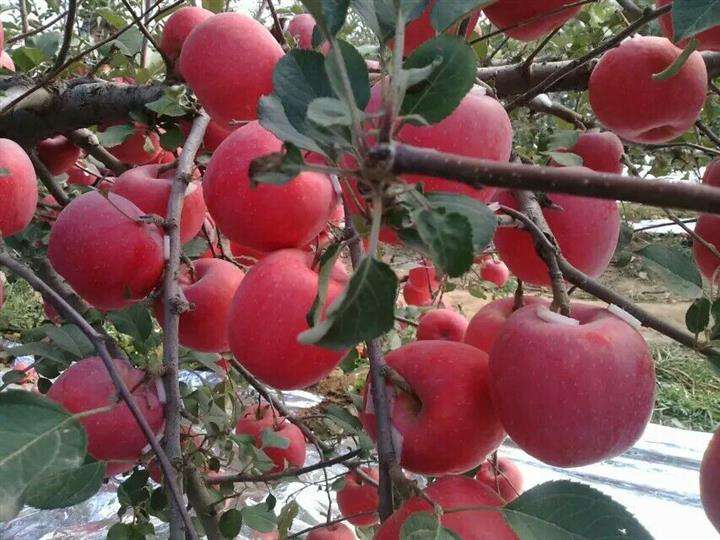 苹果优质品种树苗,苹果优良品种