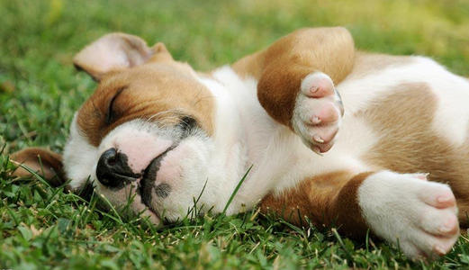 狗狗有寄生虫驱虫药怎么吃才正确,狗狗体内外驱虫药针对虫子一览表