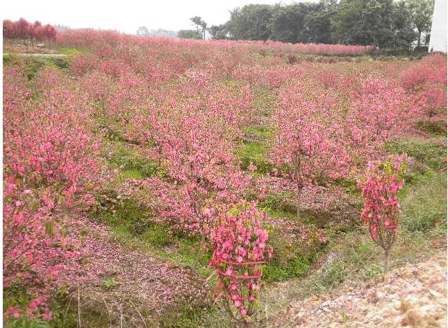 故乡的桃花,故乡的桃花开了