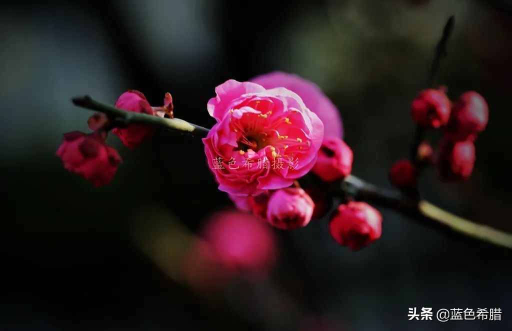 拍梅花构图技巧,梅花拍人物照姿势技巧大全