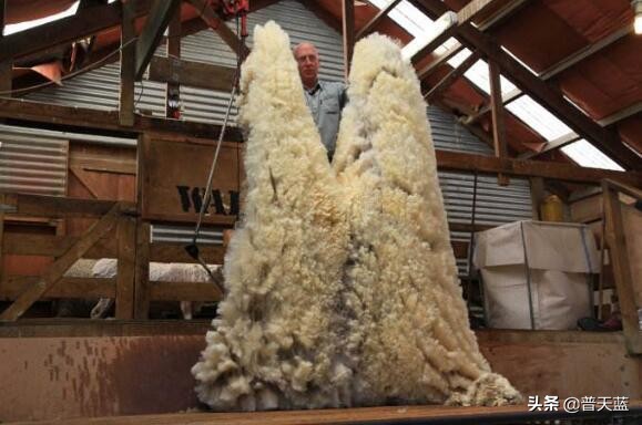 新西兰买特产去哪,新西兰十大著名特产