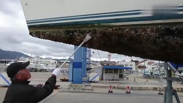 藤壶为什么让鲸鱼和海龟讨厌呢,海中让人唾弃的藤壶