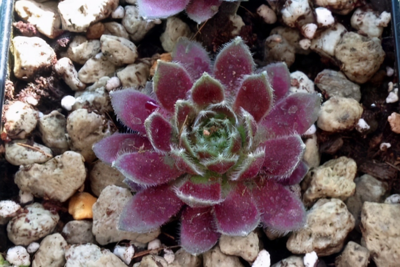 牡丹叶好看的品种,牡丹多肉植物大全