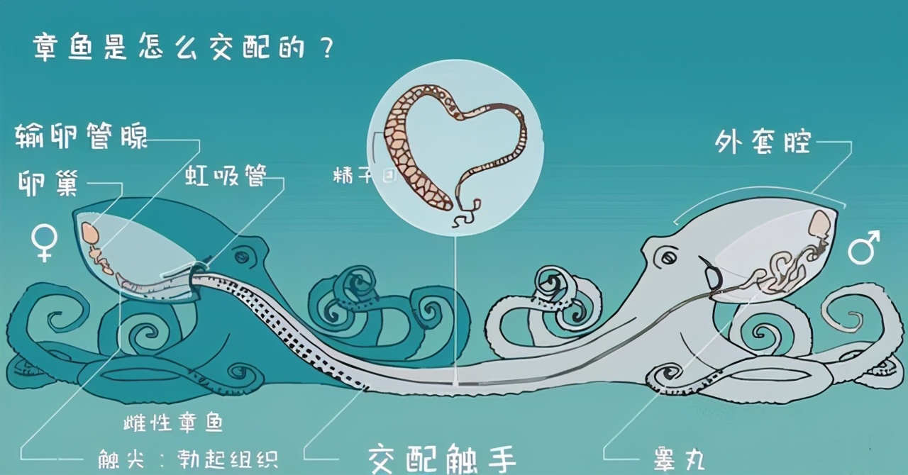 章鱼是寒武纪生物吗,章鱼有统治地球的能力吗