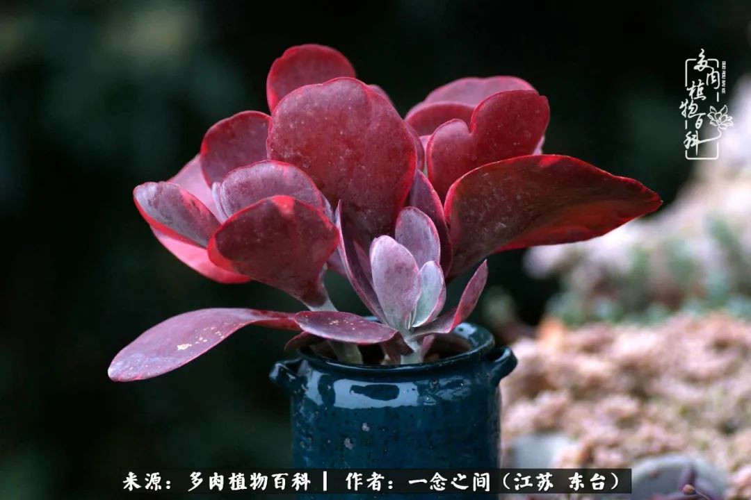 一见多肉误终生,一见多肉误终生从此钱包成路人