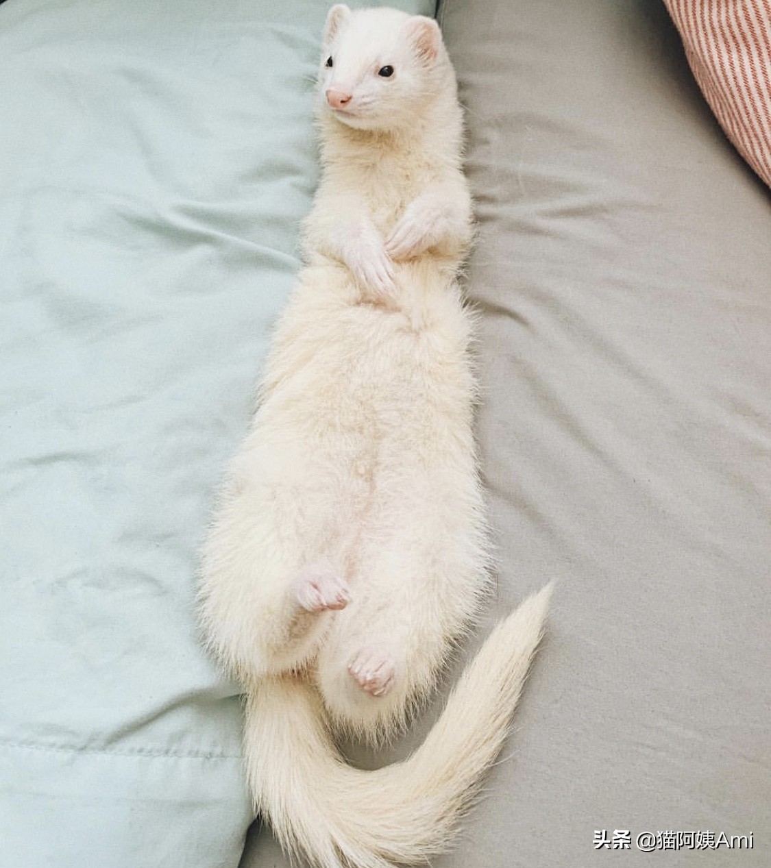 养只雪狐当宠物,宠物雪貂怎么养