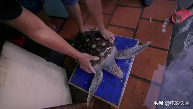 购买毒宠成瘾，甚至为此险些丧命，这是什么奇葩欲望？