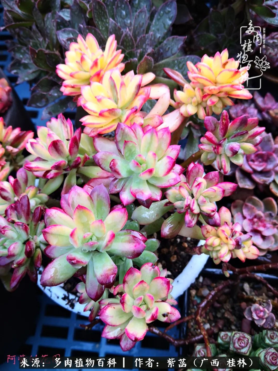 如何在夏天买的多肉度夏,多肉度夏好帮手