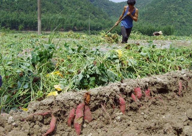 红薯出芽少怎么回事,红薯不控旺是什么原因
