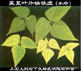 玉米缺磷的症状及治疗方法,玉米苗期缺磷和其他缺素症的区别