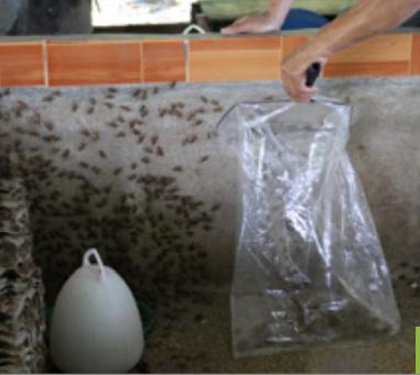 食用蟋蟀养殖赚钱吗农村,食用蟋蟀养殖