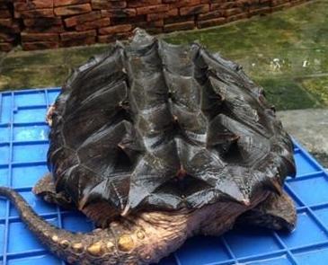 比鳄鱼龟还凶猛的乌龟,大鳄龟和乌龟一样吗