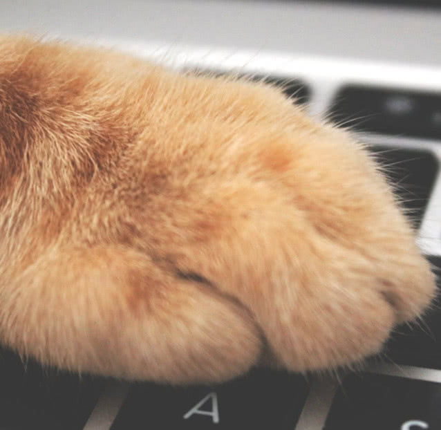 猫咪的肉垫有哪些,猫咪的肉垫特别红