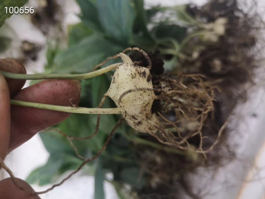 湖南多花黄精籽育苗出售,多花黄精籽育苗多少钱一株