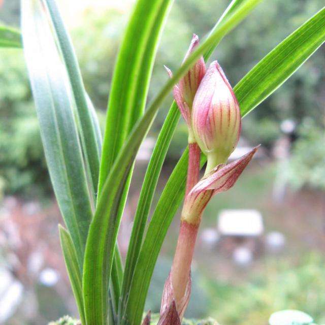 语文仿句专题练习,语文仿句练习高中