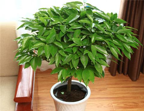 平安树叶子干尖发黑怎么解决,平安树叶子尖发黑干枯用什么药水