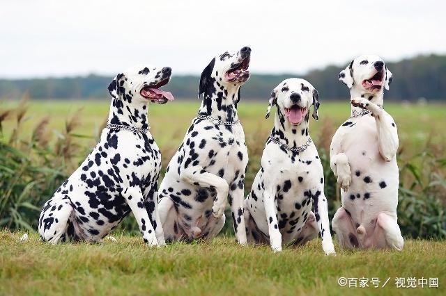 双鱼座狗狗性格特点,狗狗性格特点分析