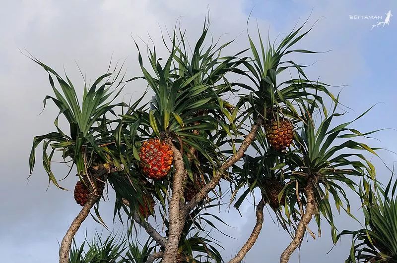 真的是活久见!长成这样居然能吃?