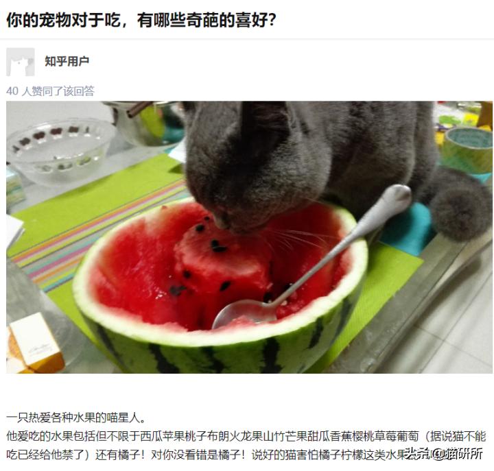 猫属于肉食动物一般不吃什么,猫咪是肉食动物为什么也吃饼干