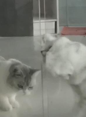 猫的本质是液体，不信看这里，萌化你