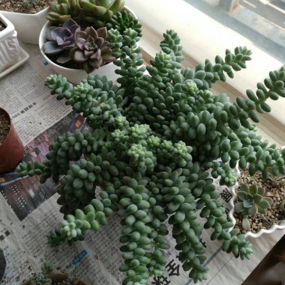 新玉缀怎么养能爆盆,玉缀叶子繁殖叶片必须朝上吗