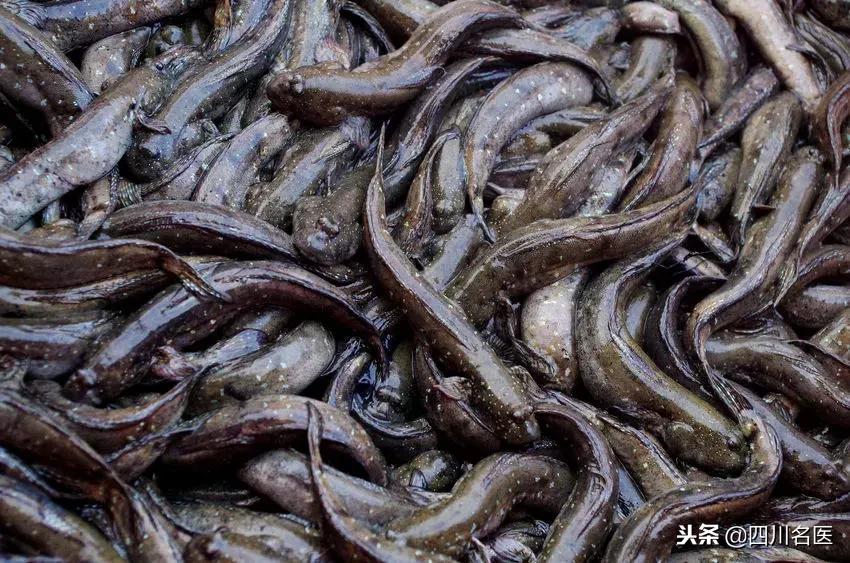 生吞泥鳅可以治病吗,生吞泥鳅治什么病