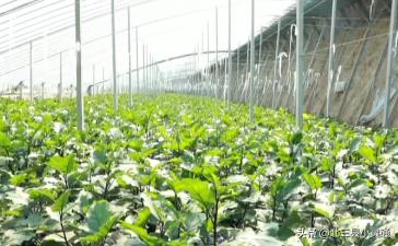 民宿木屋采摘园,休闲观光特色民宿生态采摘