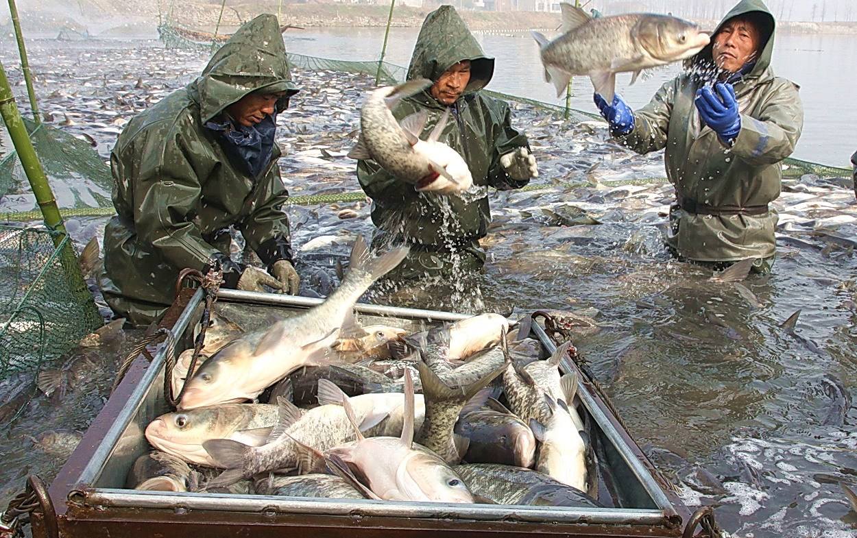 花鲢鱼要怎么养不会死,花鲢鱼怎么养才好吃
