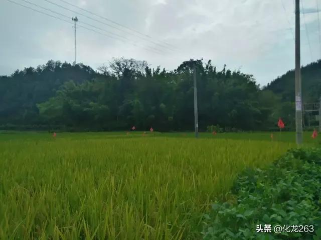 小村轶亊之四：罗心村的爱情曲