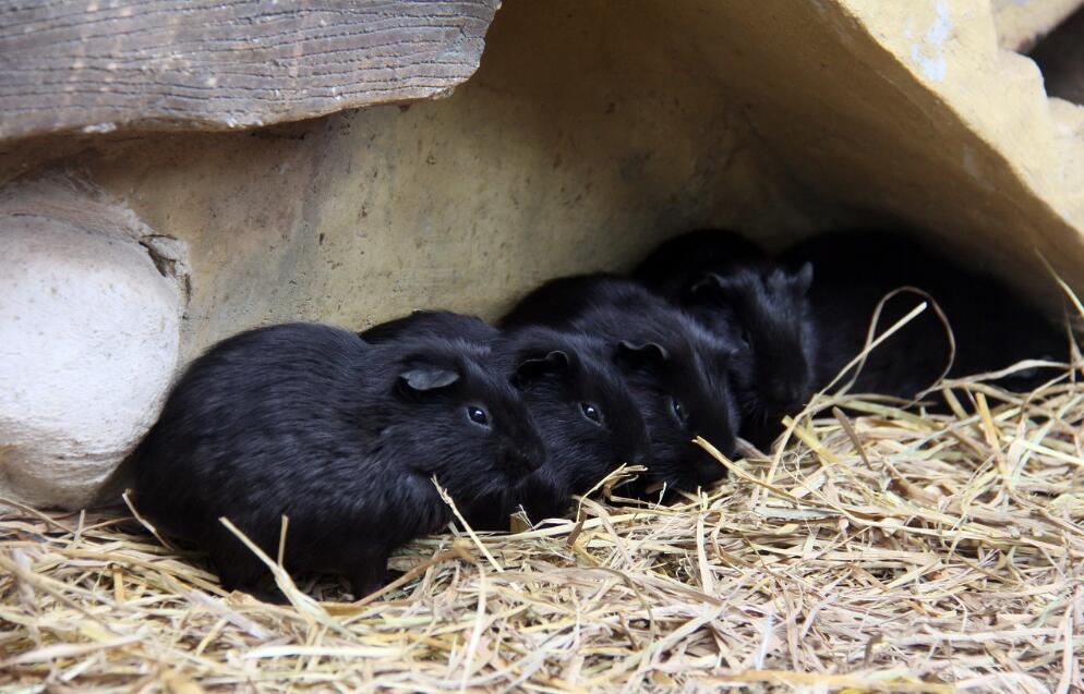 养殖荷兰猪价值多少,养殖荷兰猪一般多少钱一只