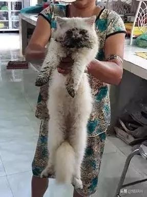 猫咪沾油怎么洗,猫咪沾满衣服怎么洗