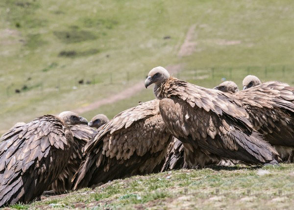 去了10次才总结出来的经验,去了十次西藏总结