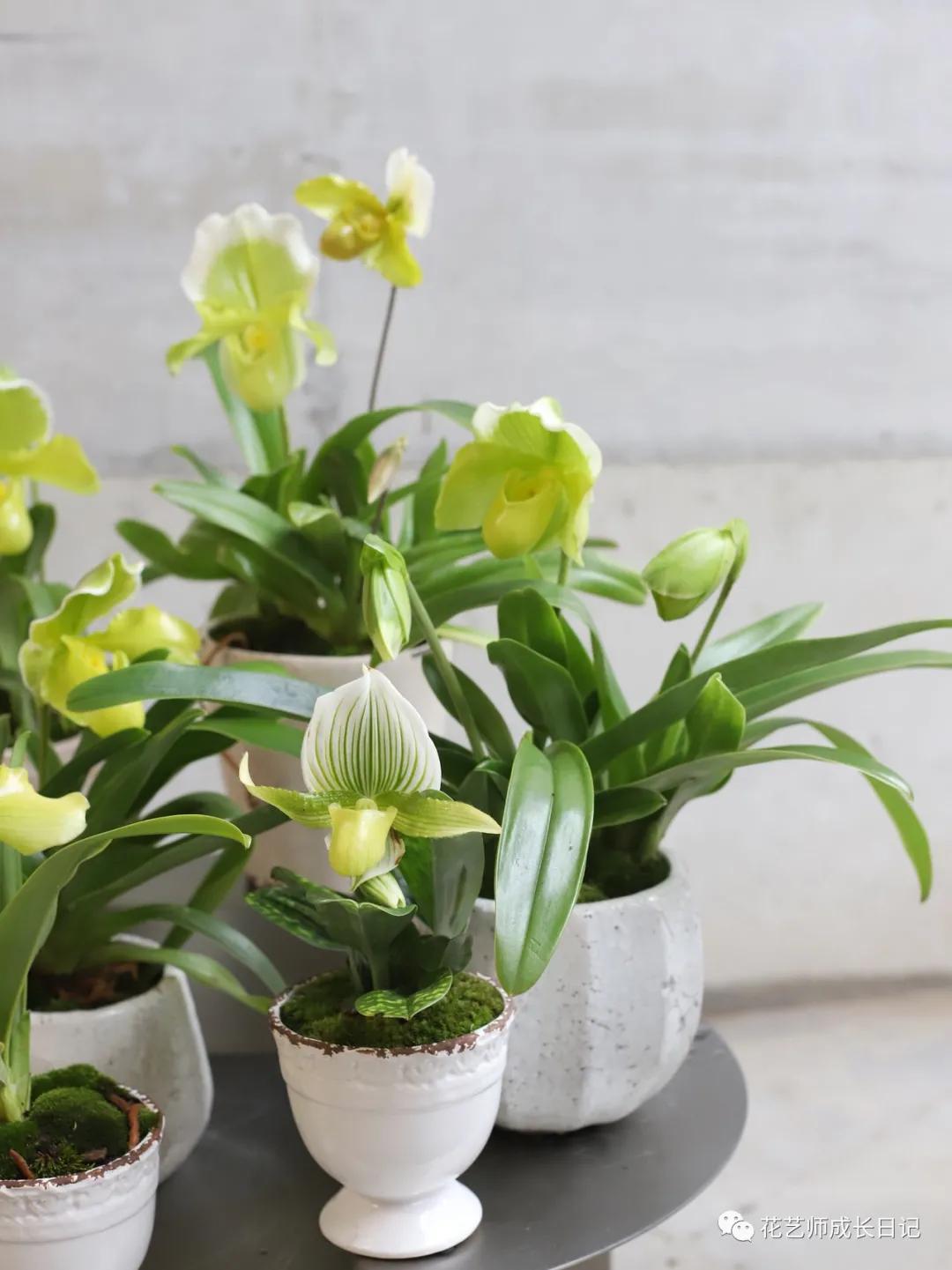 最名贵十种兰花兜兰,每日一花石竹花