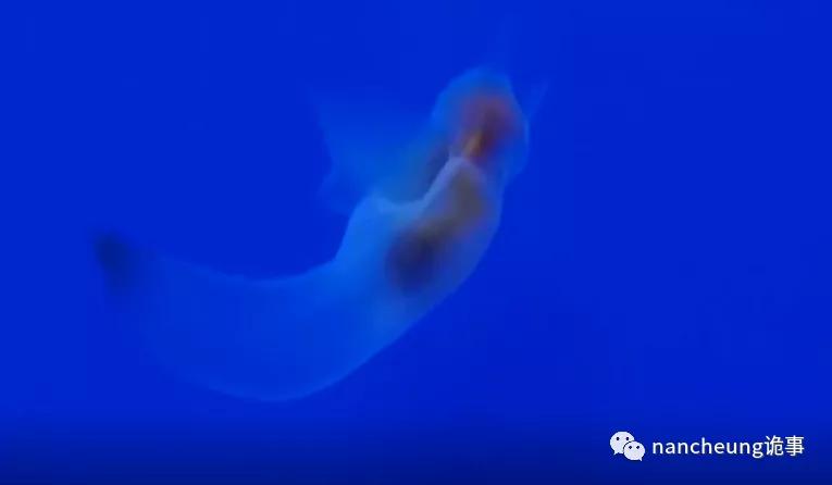 深海迷航第49天神秘生物,深海海底神秘的10种生物