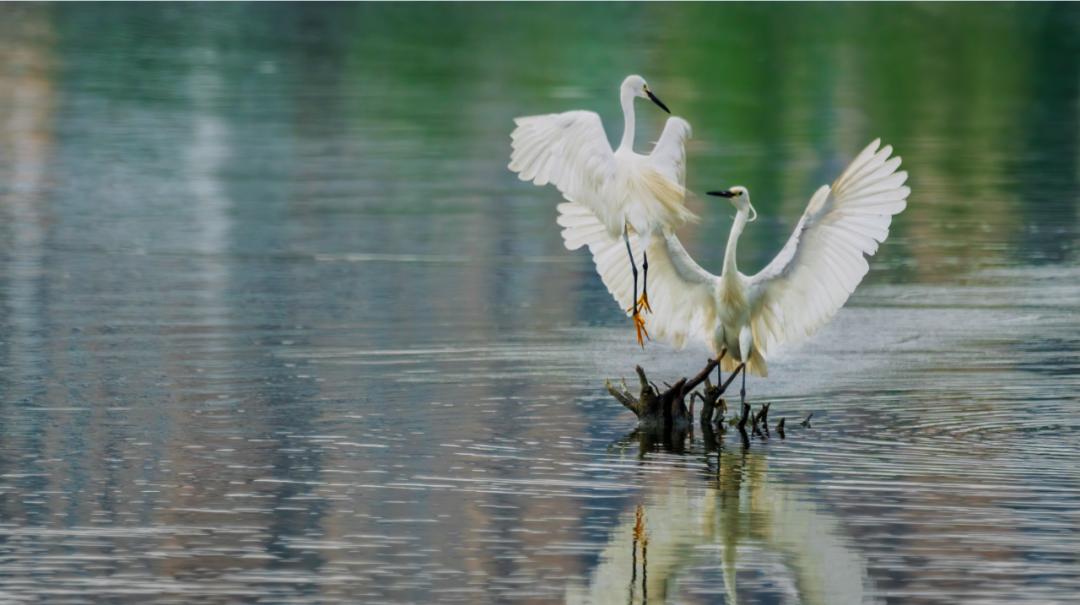 珍稀鸟类现身成都,在双流春游看花