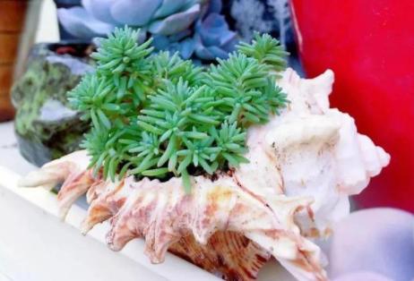 夏季带盆土的多肉买回家怎么养,夏天耐热露天最好养的多肉