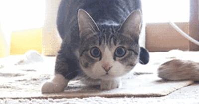 lolita撸猫,lolita撸猫猫