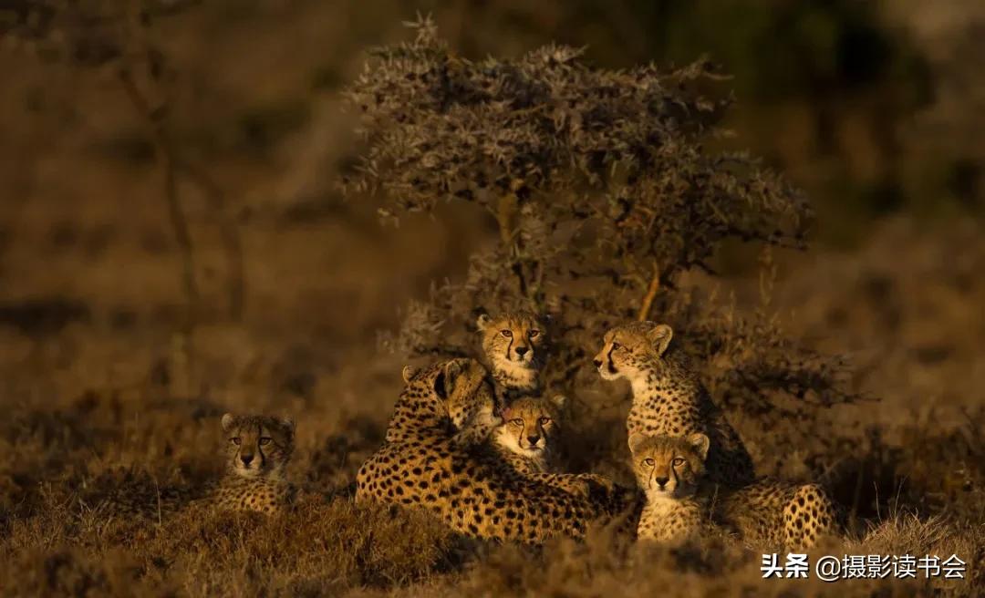 尼康拍野生动物,这位摄影师