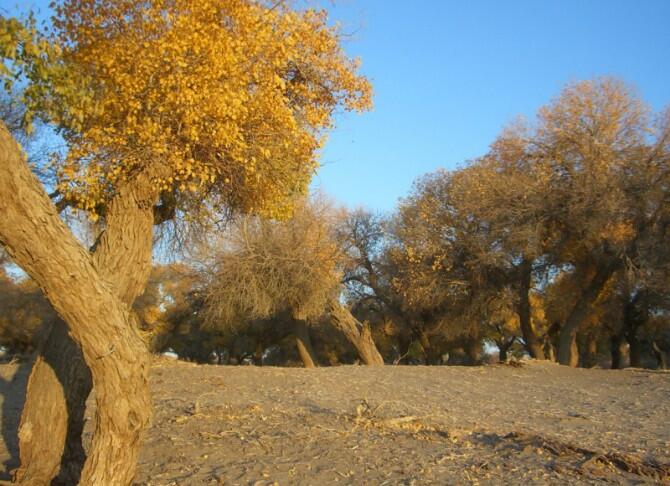 成都到额济纳旗五日游,南京到额济纳旗旅游攻略