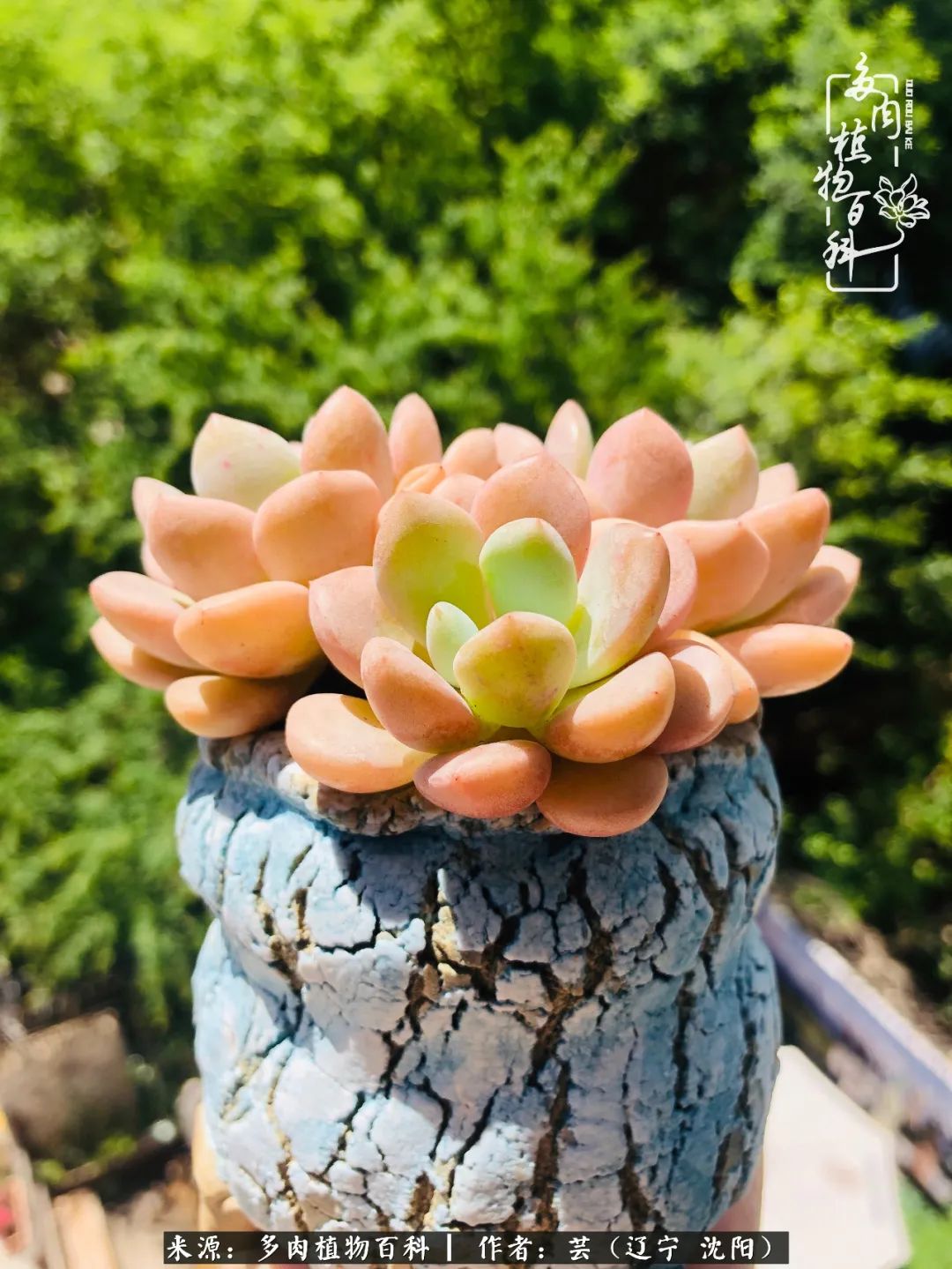 万物皆有灵性有因必有果,万物皆有灵性与生命