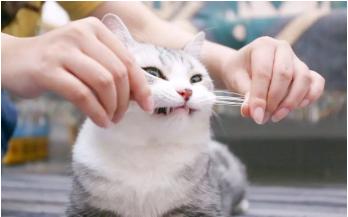 猫咪的胡须都有哪些功能,猫咪的胡须有什么有趣的地方
