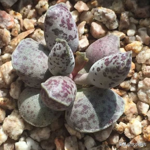 多肉品种水泡,粉色萌宠多肉