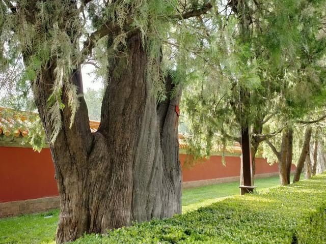 北京的坛庙文化——皇地祗神的祭坛和史铁生《我与地坛》
